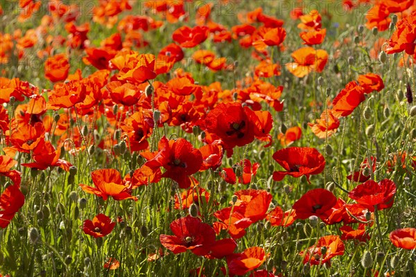 Field of poppies