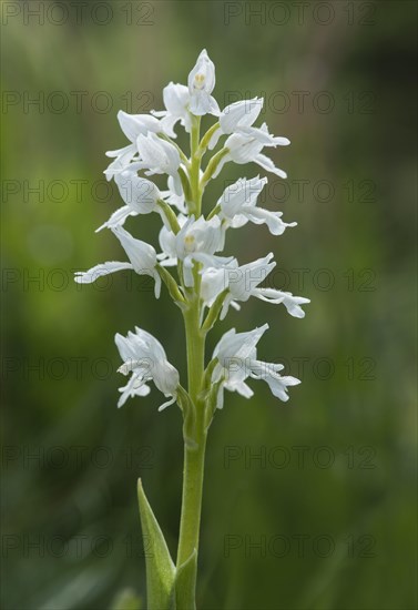 Monkey orchid (Orchis simia)