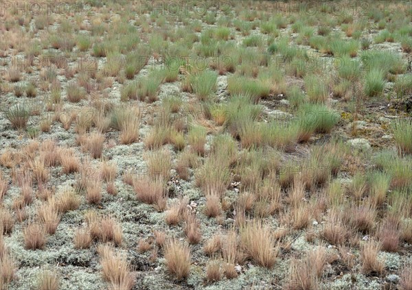 Dry sandy grassland in the Binnenduenen nature reserve near Klein Schmoelen