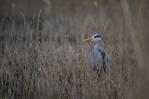 A grey heron (Ardea cinerea) standing in riparian vegetation