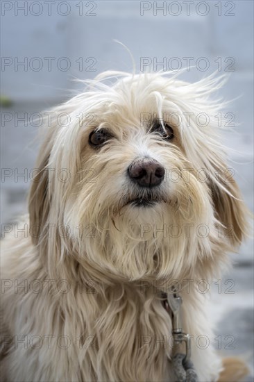 Shaggy dog with fur in front of face