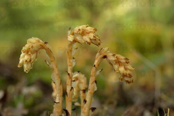 Dutchman's pipe (Monotropa hypopitys)