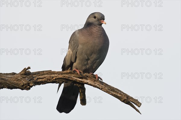 Stock Dove (Columba oenas)