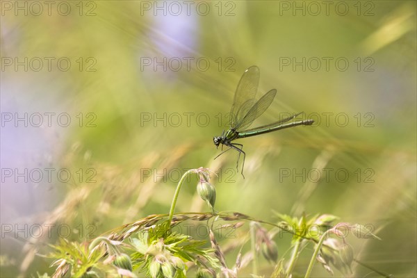 Banded demoiselle (calopteryx splendens)