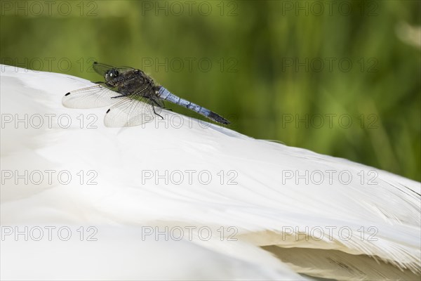 Black-tailed Skimmer (Orthetrum cancellatum)