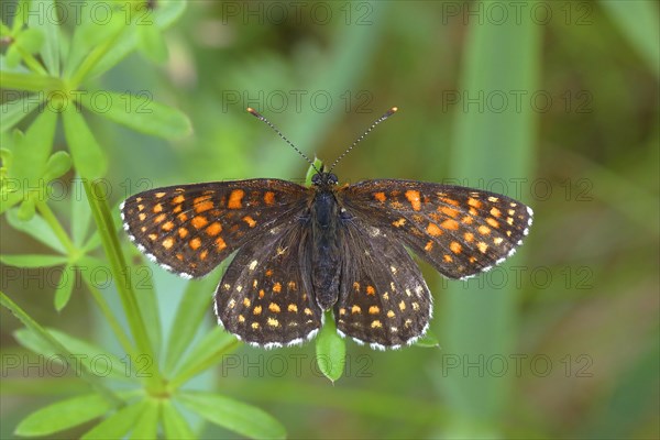 False Heath Fritillary (Melitaea diamina)