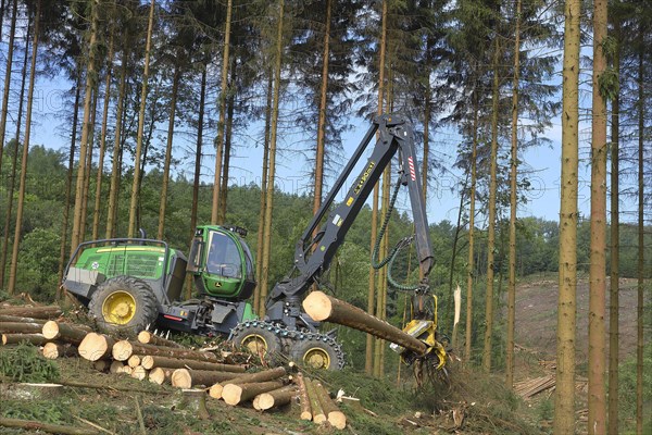 Harvester harvesting spruce infested with Grained spruce bark beetle (Cryphalus abietis)