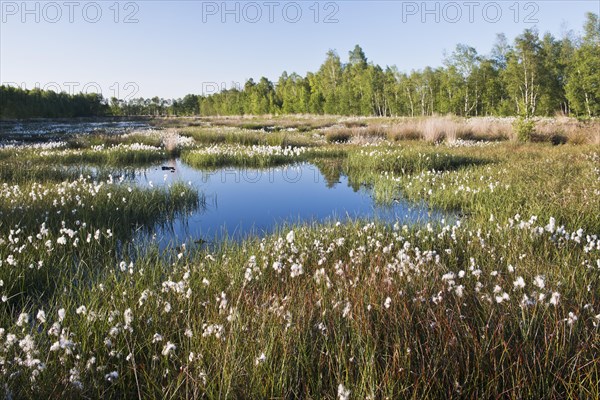 Common cottongrass (Eriophorum angustifolium) in a rewetting area