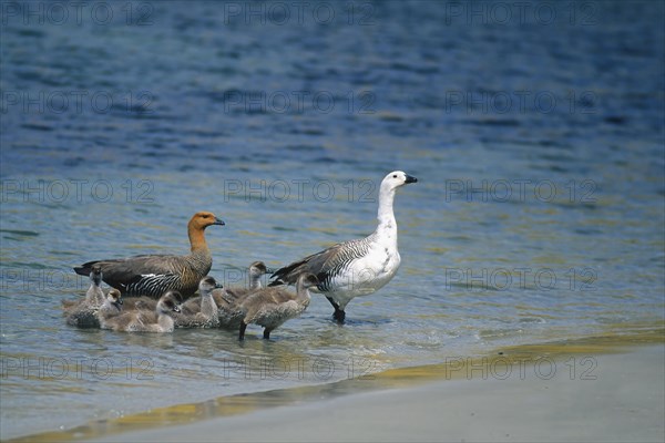 Couple of Upland geese (Chloephaga picta) with chicks coming out of water