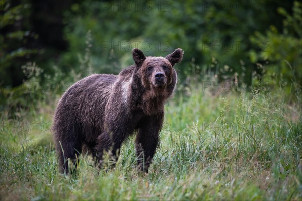 Brown bear (Ursus arctos)