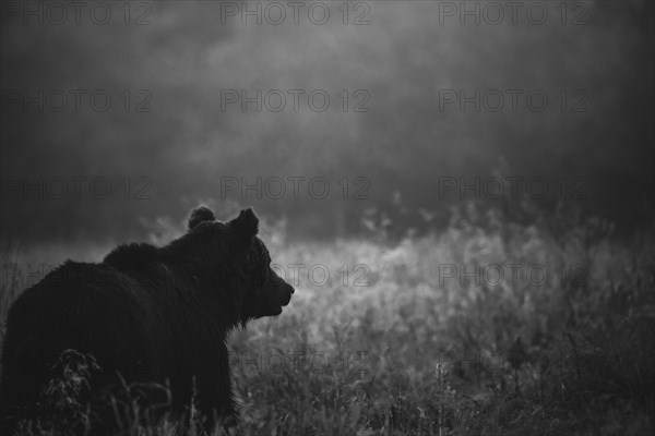 Brown bear (Ursus arctos)