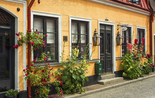 Hollyhocks (Alcea rosea) and roses at a house in a small street in the idyllic downtown of Ystad