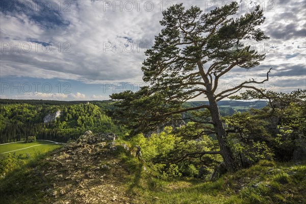 View from Stiegelesfelsen