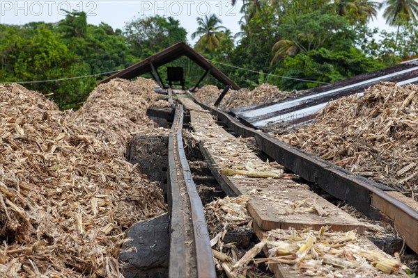 Chopped sugar cane in rum distillery