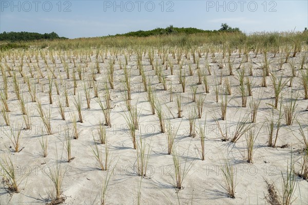 Beach grass European Marram Grass (Ammophila arenaria)