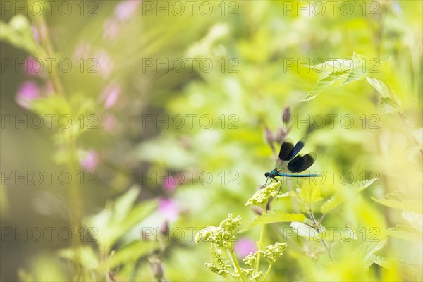 Banded demoiselle (calopteryx splendens)