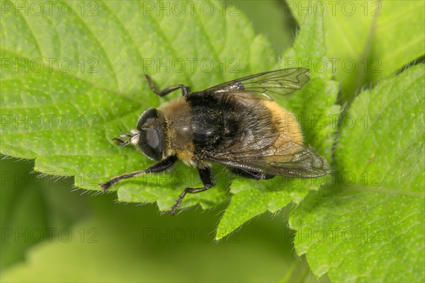 Narcissus Bulb Fly (Merodon equestris) female basking on leaf