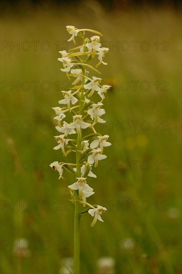 Greater butterfly-orchid (Platanthera chlorantha)