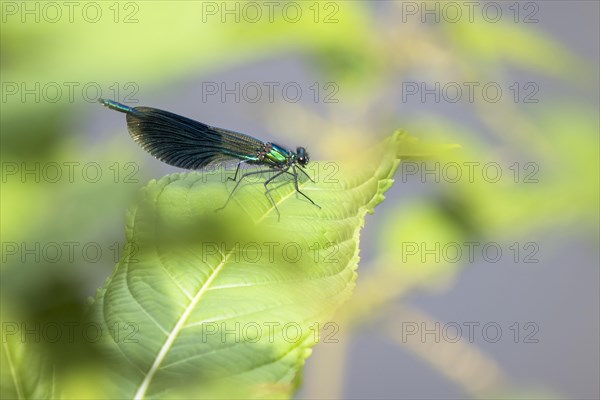 Banded demoiselle (calopteryx splendens)