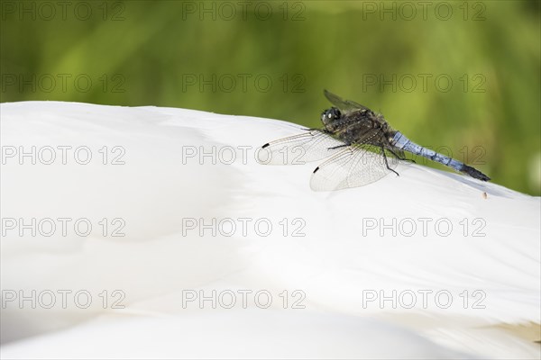 Black-tailed Skimmer (Orthetrum cancellatum)