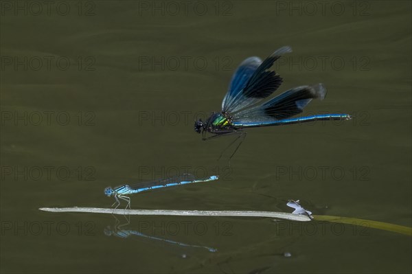 Banded demoiselle (calopteryx splendens)