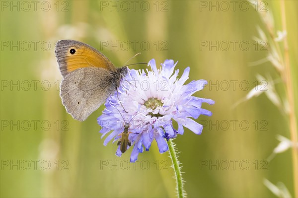 Meadow Brown (Maniola jurtina) on widow's-eye Field scabious (Knautia arvensis)