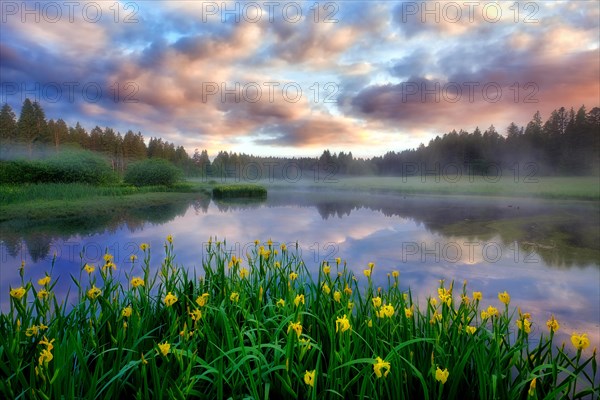 Raised bog wax thorn moss with marsh irises (Iris pseudacorus)