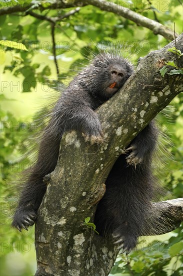 New World porcupine (Urson Erethizon Dorsatum) sleeping on a branch