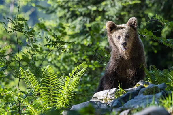 European brown bear (Ursus arctos arctos)