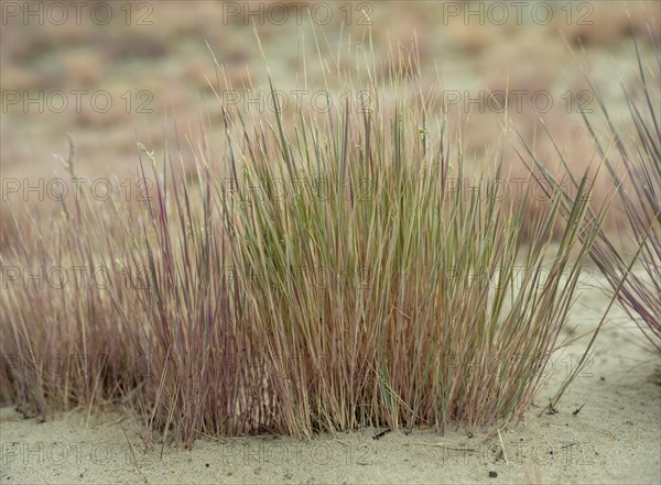 Dry sandy grassland in the Binnenduenen nature reserve near Klein Schmoelen