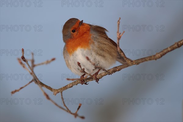 A European robin (Erithacus rubecula) sits fluffed up up on a branch in the winter sun