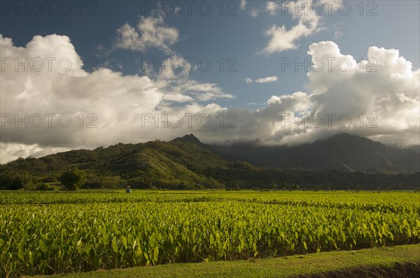 Hanalei valley and taro fields on kauai