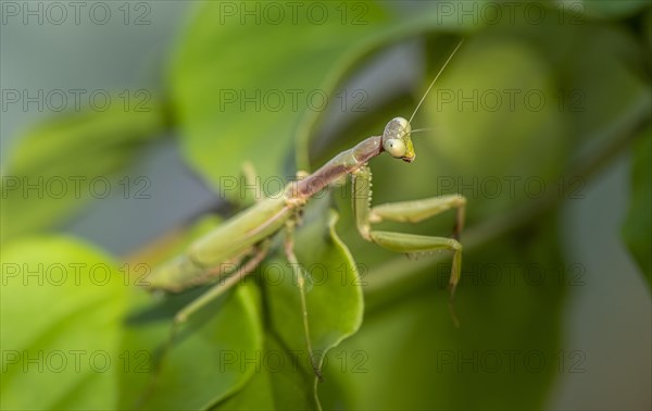 European mantis (mantis religiosa) on a branch
