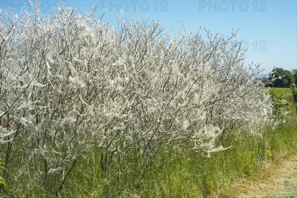 Insect damage by Ermine butterfly (Yponomeutidae) in Ystad