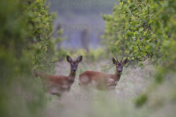 Buck and doe in the vineyard