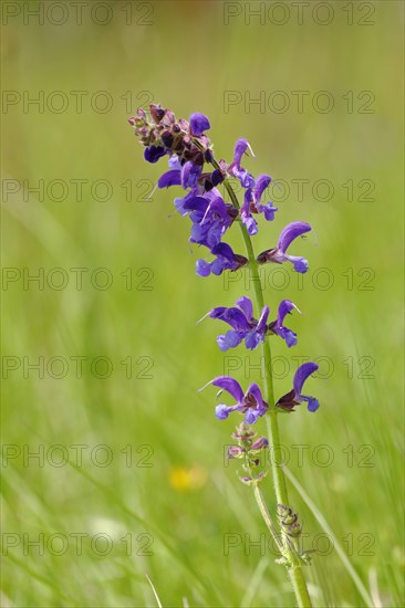 Meadow Clary (Salvia pratensis)