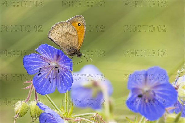 Meadow Brown (Maniola jurtina) on Meadow cranesbill (Geranium) (Geranium pratense) Hesse