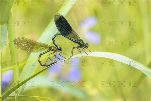 Banded demoiselles (calopteryx splendens)