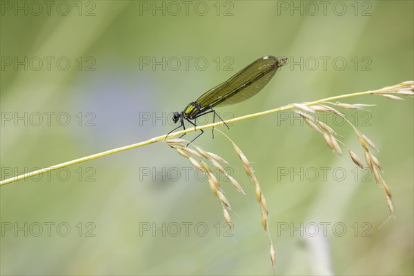 Banded demoiselle (calopteryx splendens)