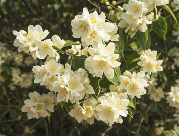 Jasmine flowers in a garden in Ystad