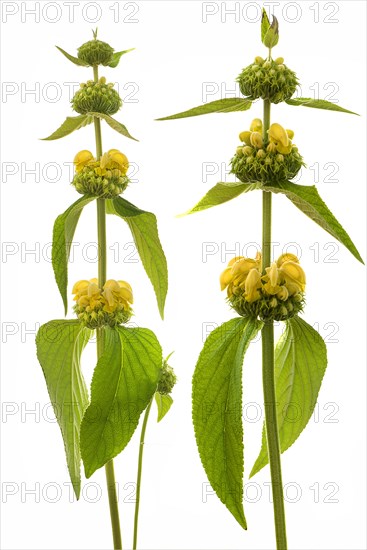 Turkish sage (Phlomis russeliana) on white ground