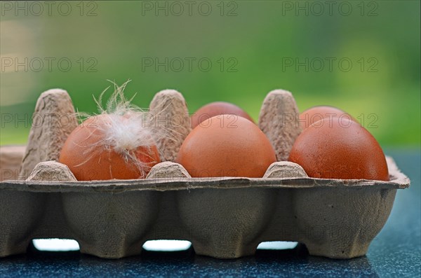 Brown eggs with a down feather in an egg carton
