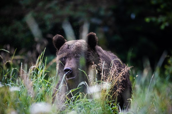 Brown bear (Ursus arctos)