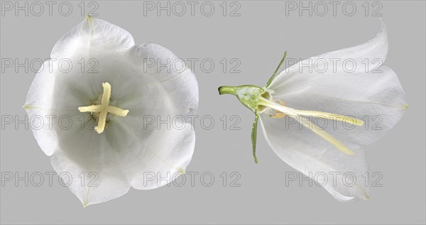 Peach-leaved bellflower (Campanula persicifolia)