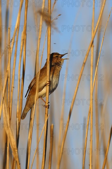 Savi's Warbler (Locustella luscinioides) on a reed