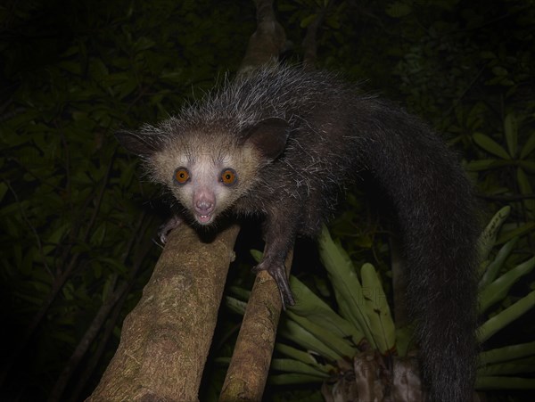 Aye-aye (Daubentonia madagascariensis) in the rainforests of Eastern Madagascar