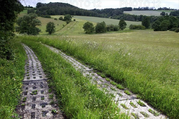 Kolonnenweg