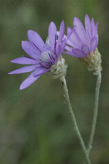 Strawflower (Xeranthemum annuum) in bloom