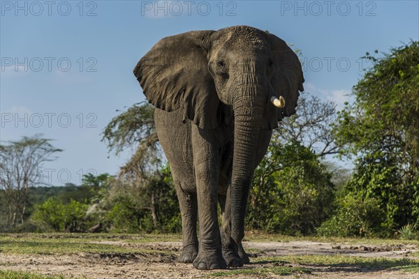 African elephant (Loxodonta africana)