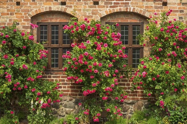 Roses at the windows in the old monastery